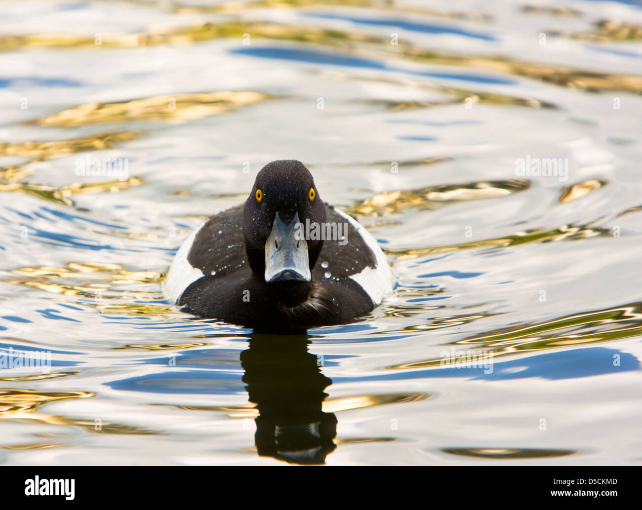 Aythya fuligula,Moretta sull'acqua con riflessione d'oro,vista frontale Foto Stock