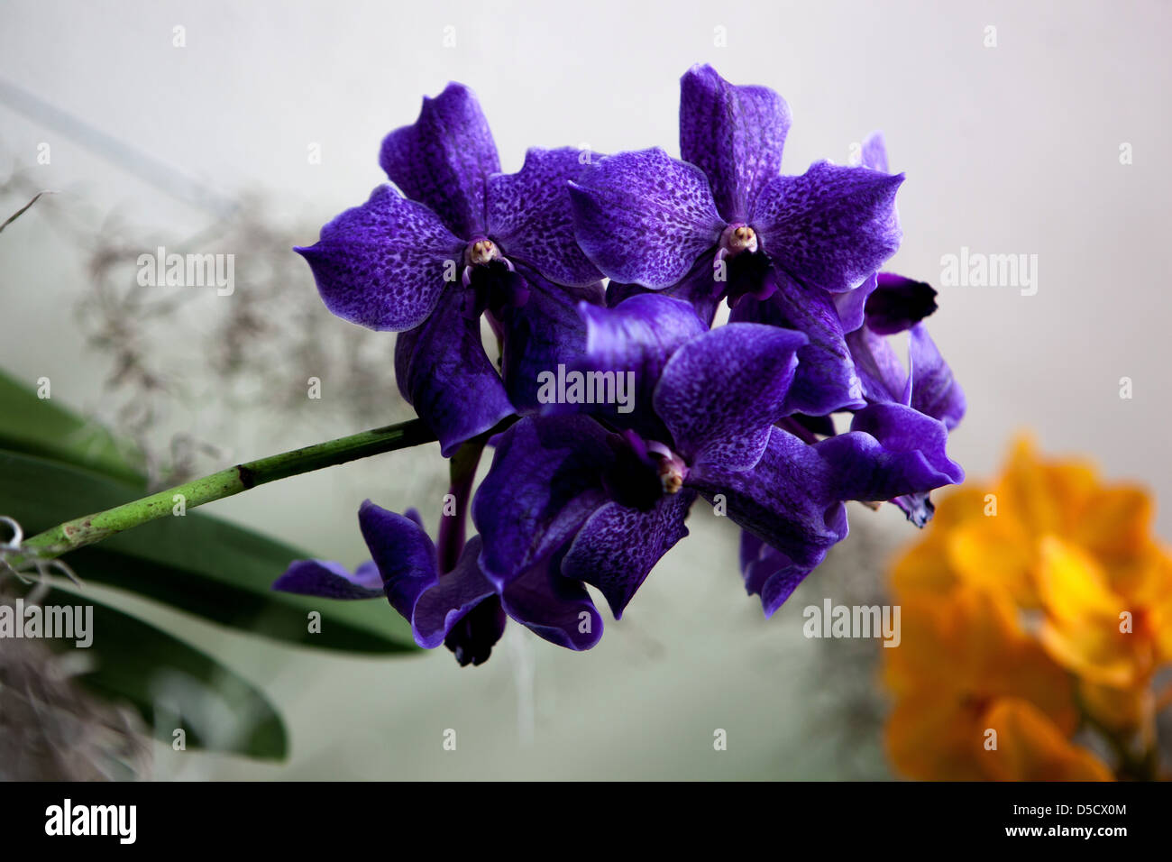 Phalaenopsis orchid fiori, petali, fioritura Foto Stock