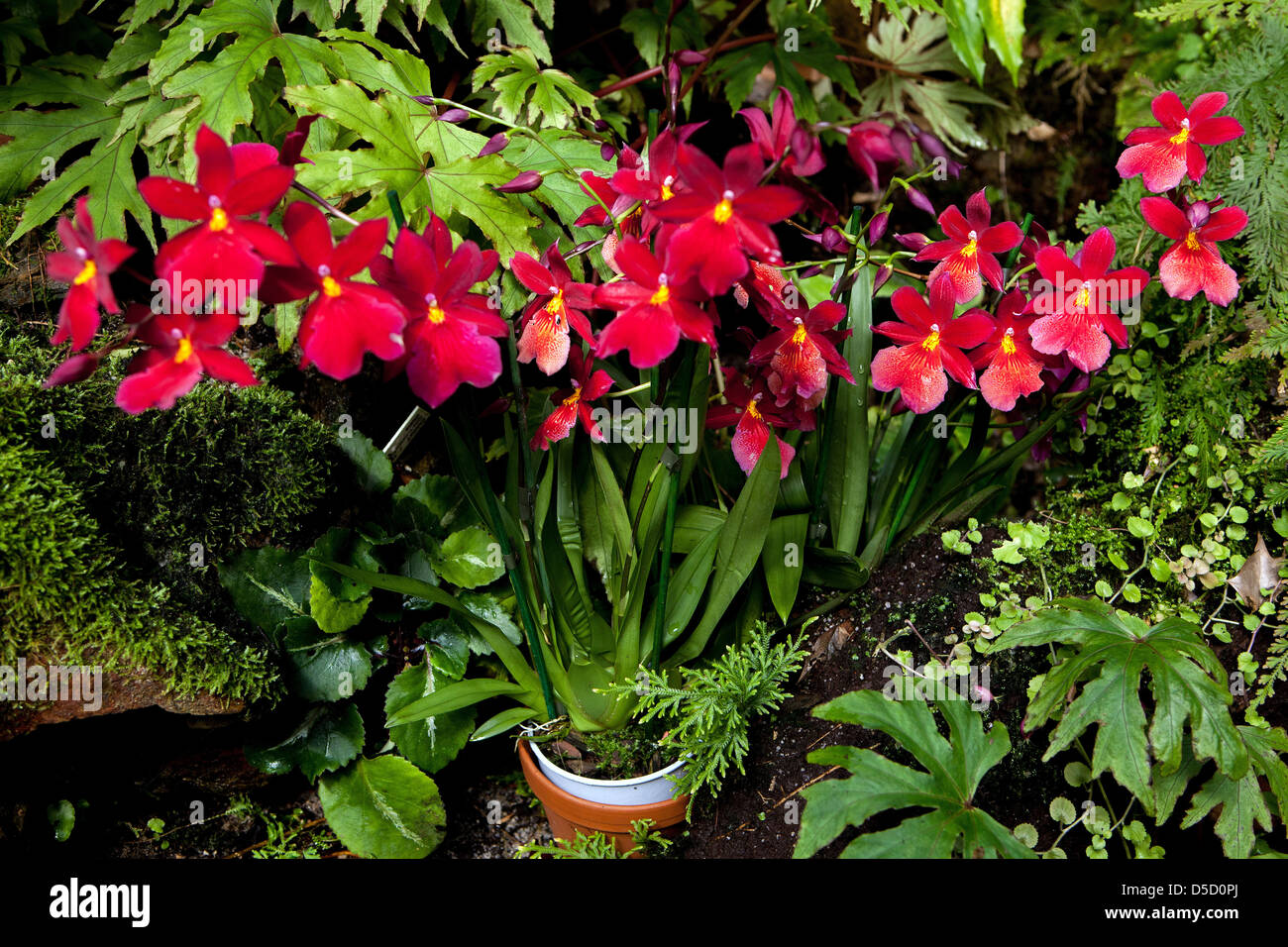 Fiori di orchidea, petali, fioritura Foto Stock