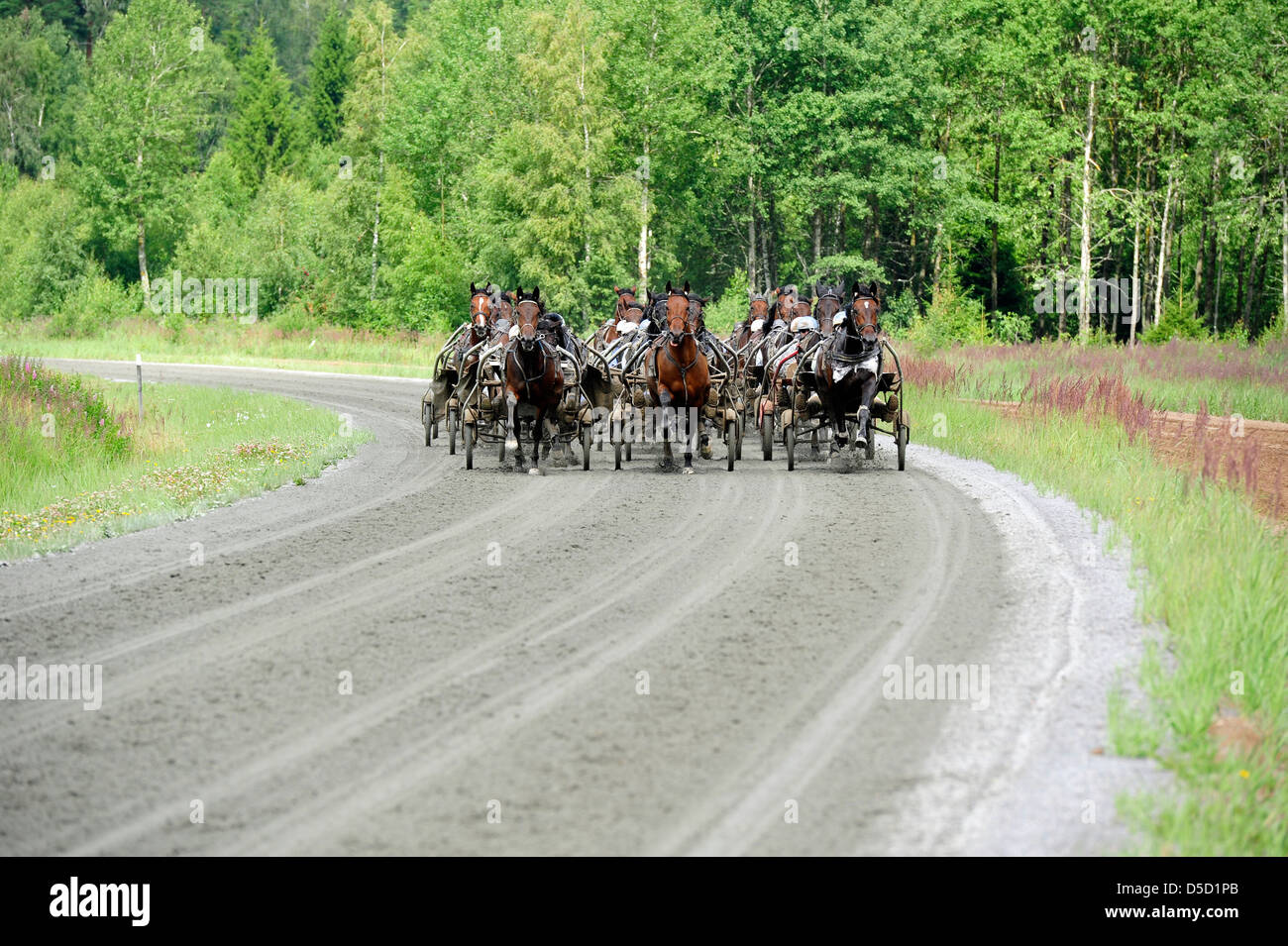 Kvänum, Svezia, trotto di cavalli durante la formazione del mattino Foto Stock