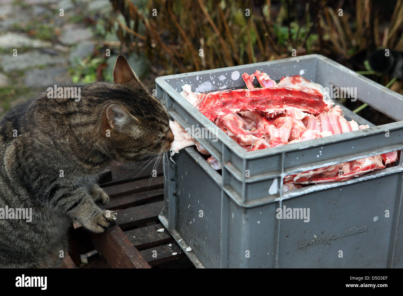 Villaggio splendente, Germania, gatto mangia da una scatola Schlachtabfaelle Foto Stock