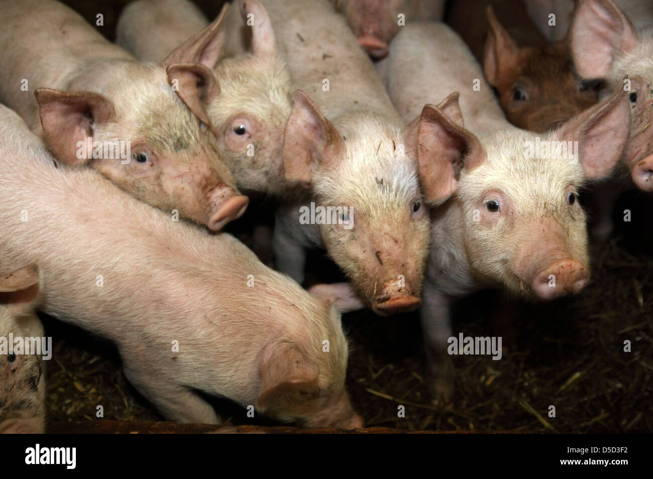 Villaggio splendente, Germania, Biofleischproduktion, i suinetti sono affollate accanto a ciascun altro Foto Stock