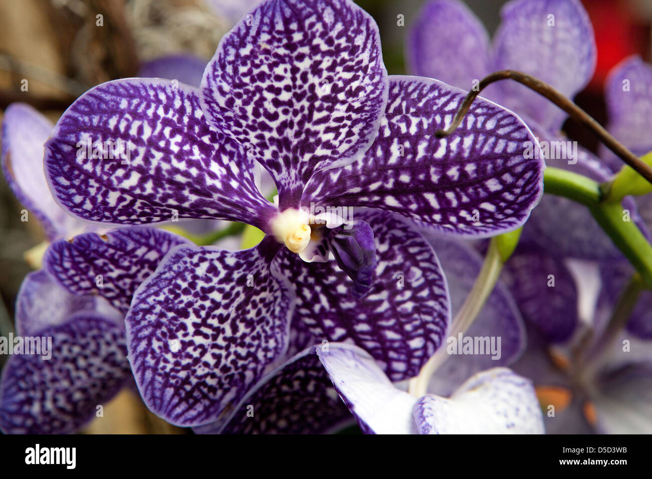Phalaenopsis orchid fiori, petali, fioritura Foto Stock