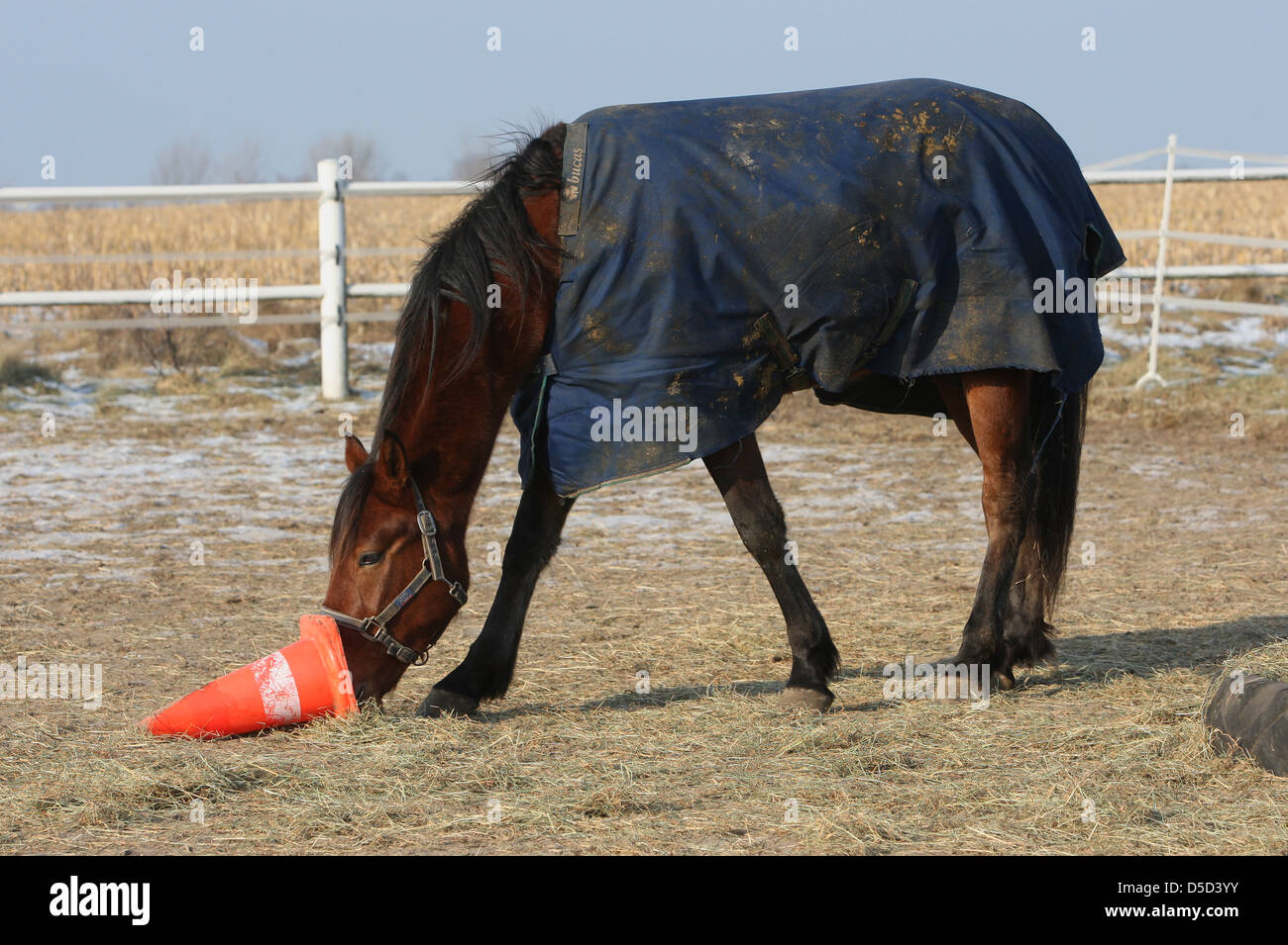 Koenigs Wusterhausen, Germania, cavallo cercando curiosamente in un pilone Foto Stock