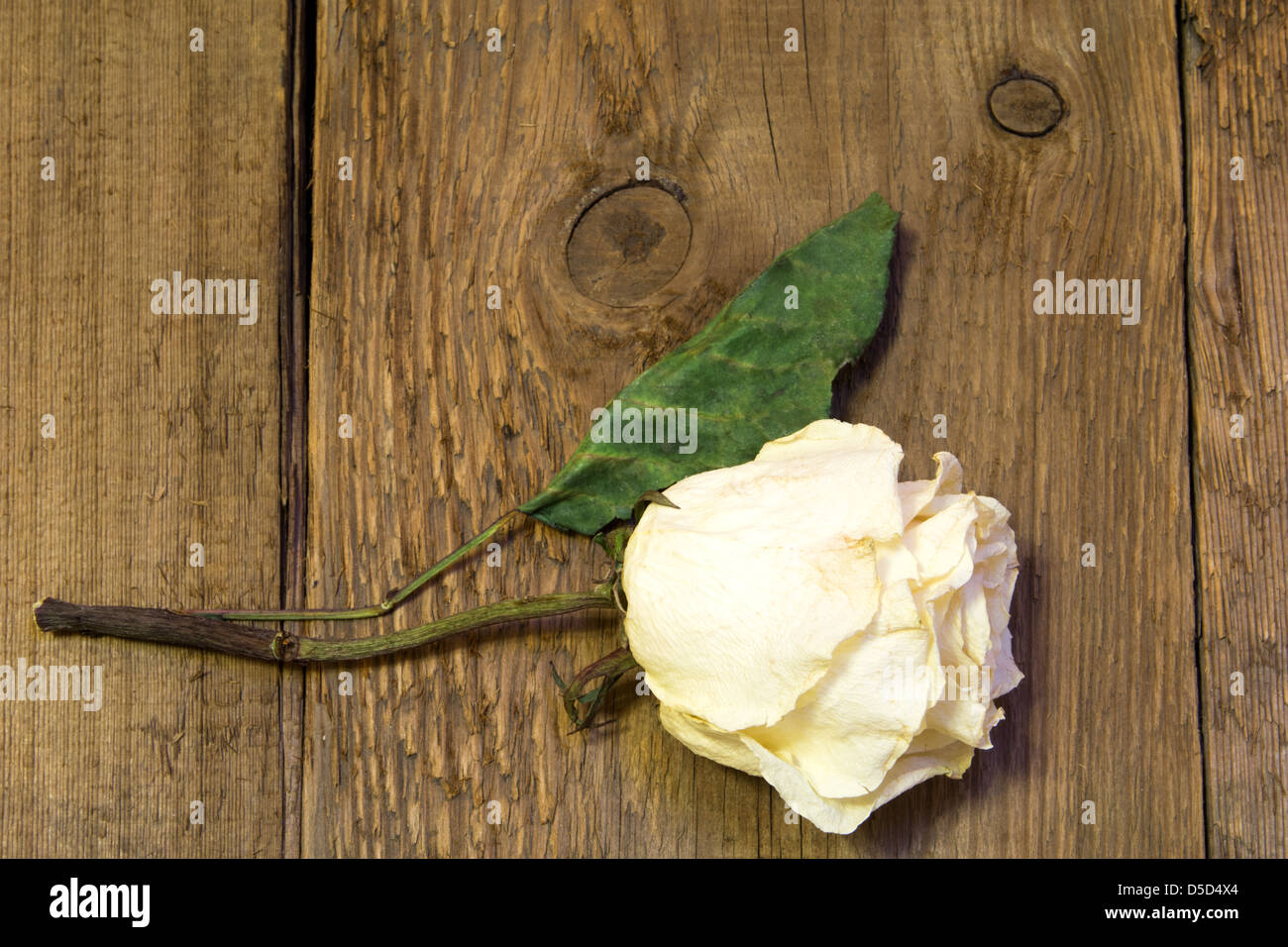 Essiccata la rosa bianca su sfondo di legno Foto Stock