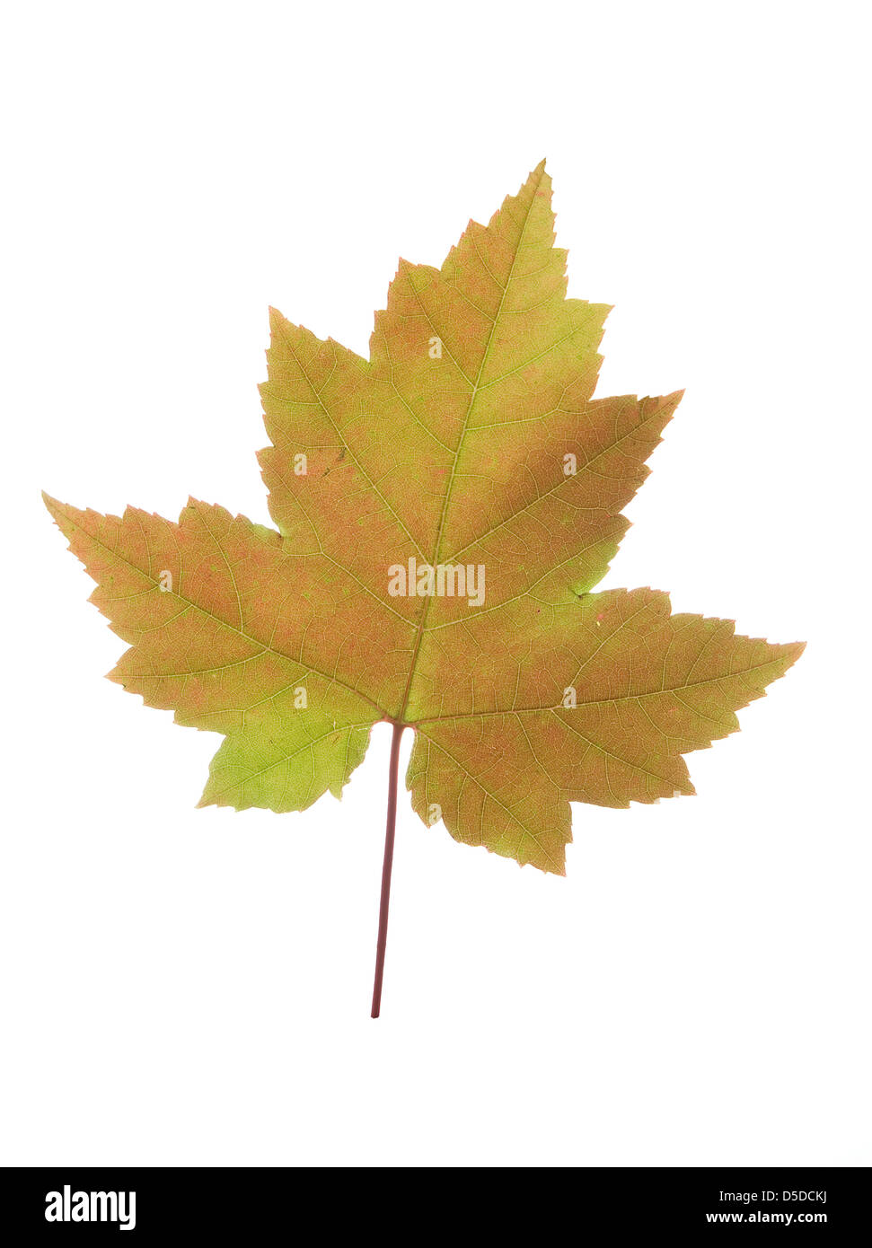 Grande colorato maple leaf su sfondo bianco Foto Stock