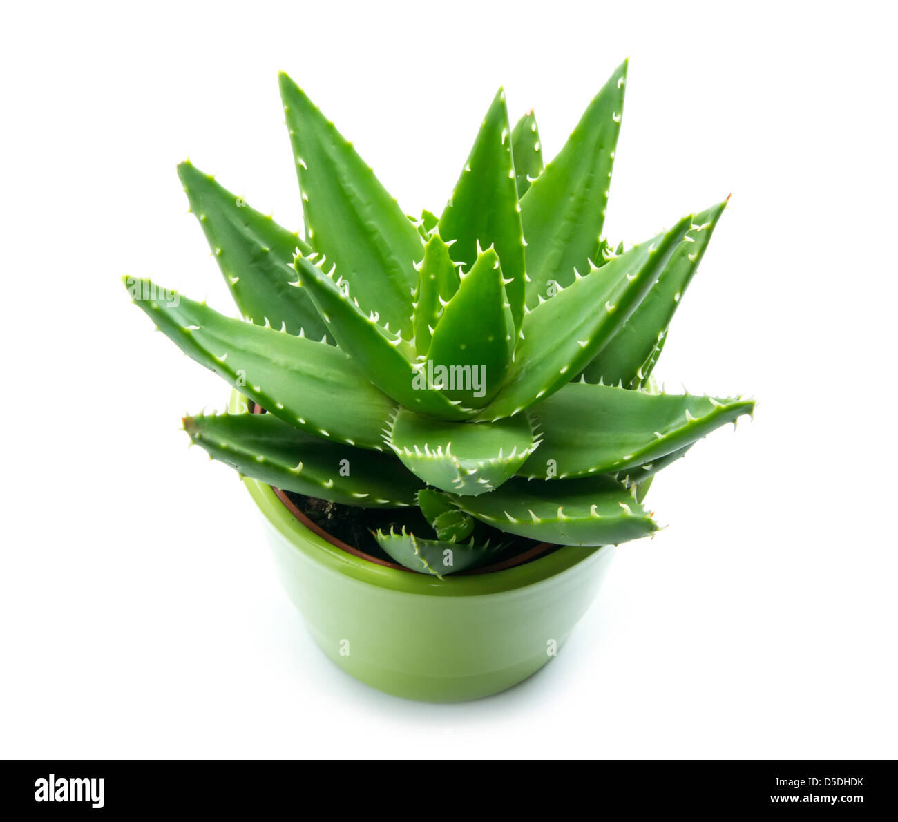 Aloe vera in pentola isolati su sfondo bianco Foto Stock
