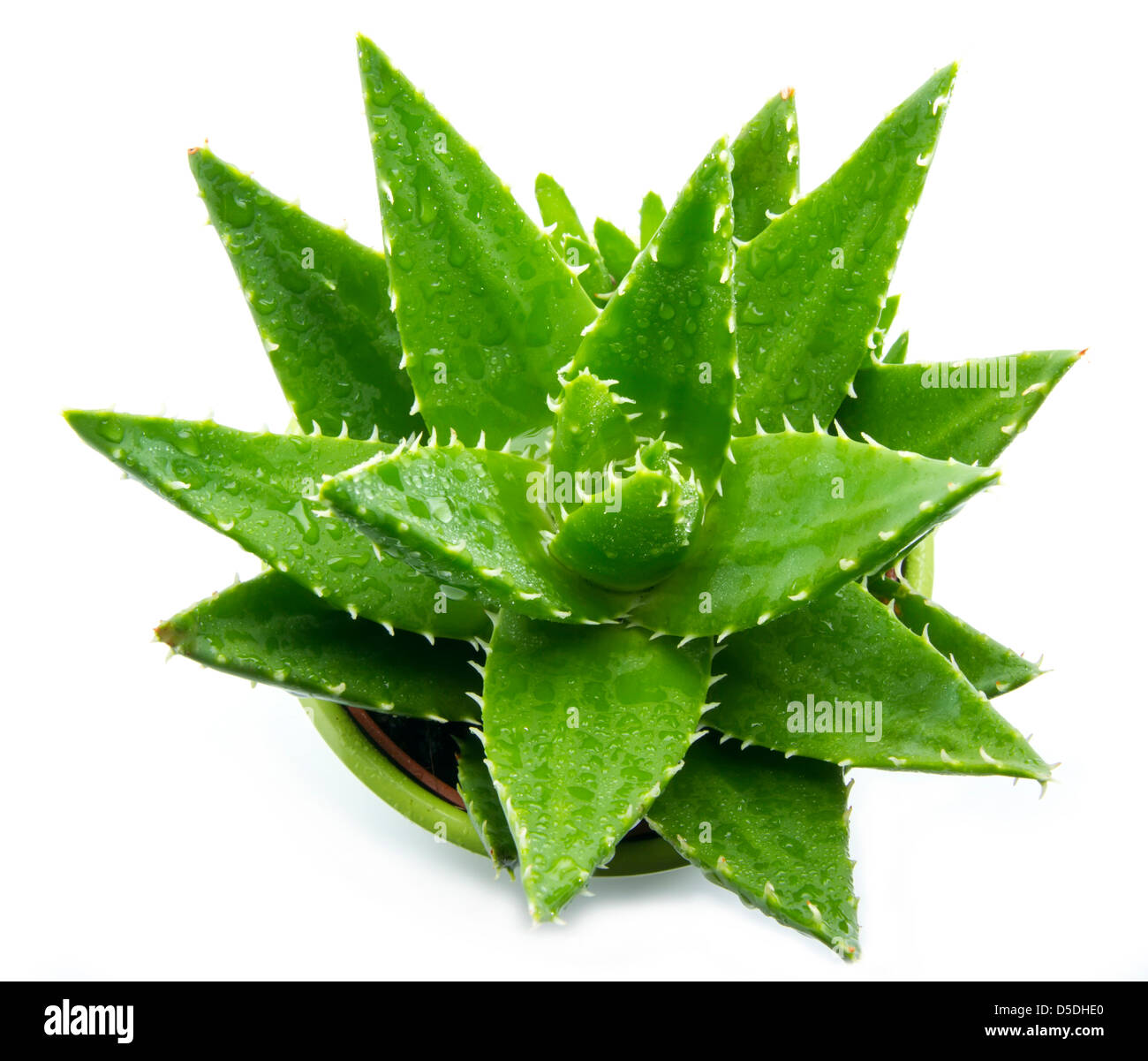 Aloe vera con gocce d'acqua isolati su sfondo bianco Foto Stock