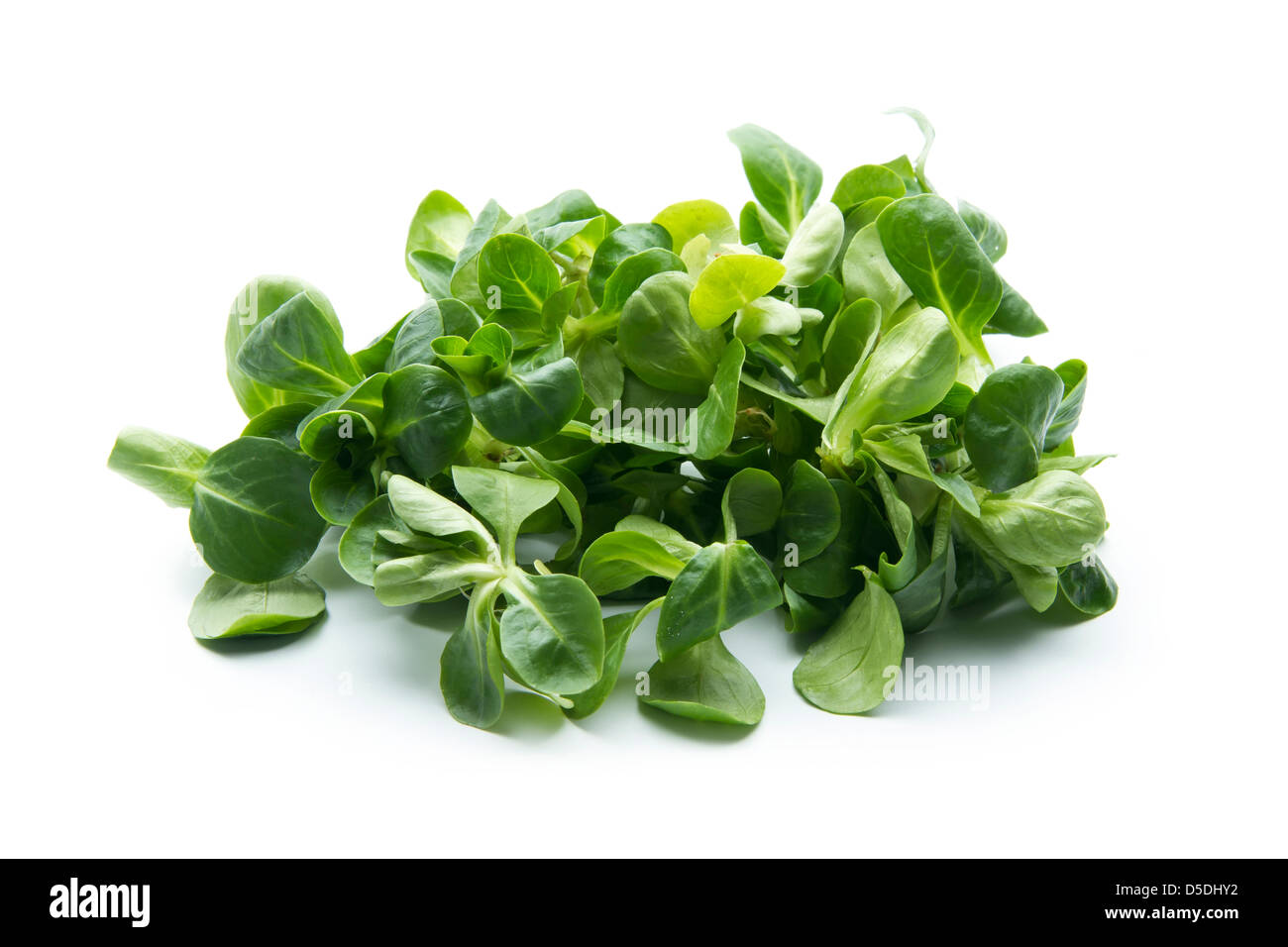 Insalata di mais, la valeriana isolati su sfondo bianco Foto Stock