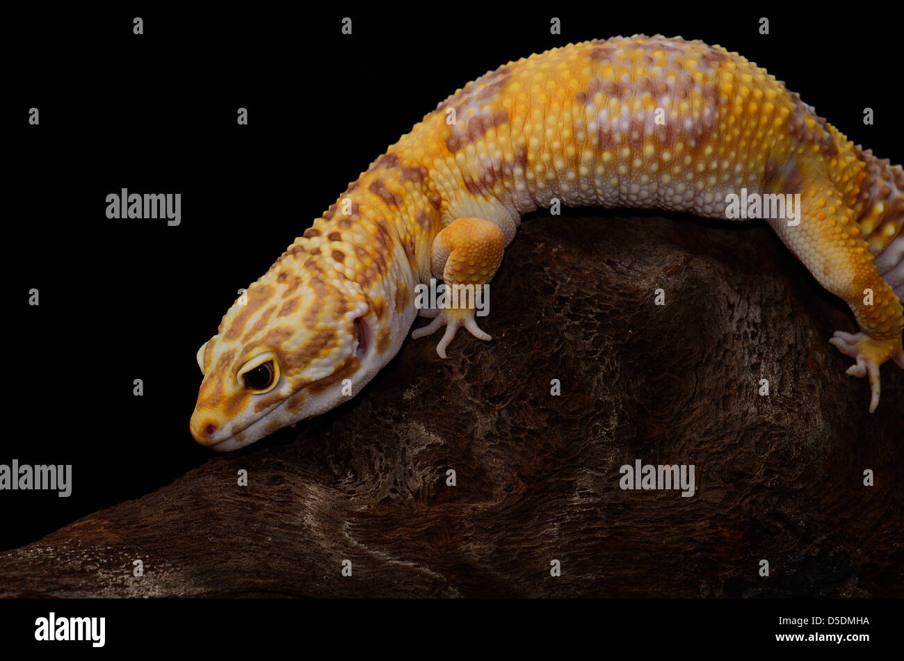 Bella femmina adulta Tremper albino leopard gecko (Eublepharis macularius) come il PET Foto Stock