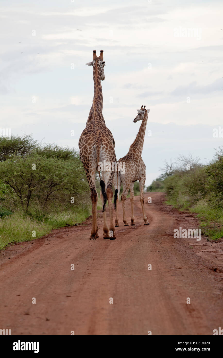 Le giraffe sulla strada. Sud Africa, Kruger National Park. Foto Stock