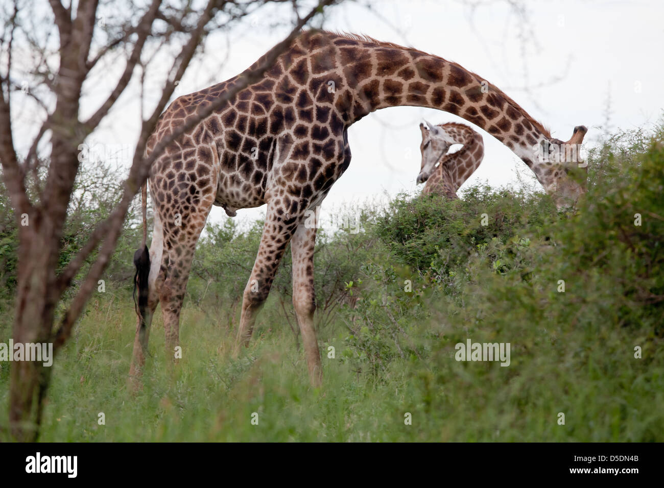 Guarda la giraffa. Sud Africa, Kruger National Park. Foto Stock