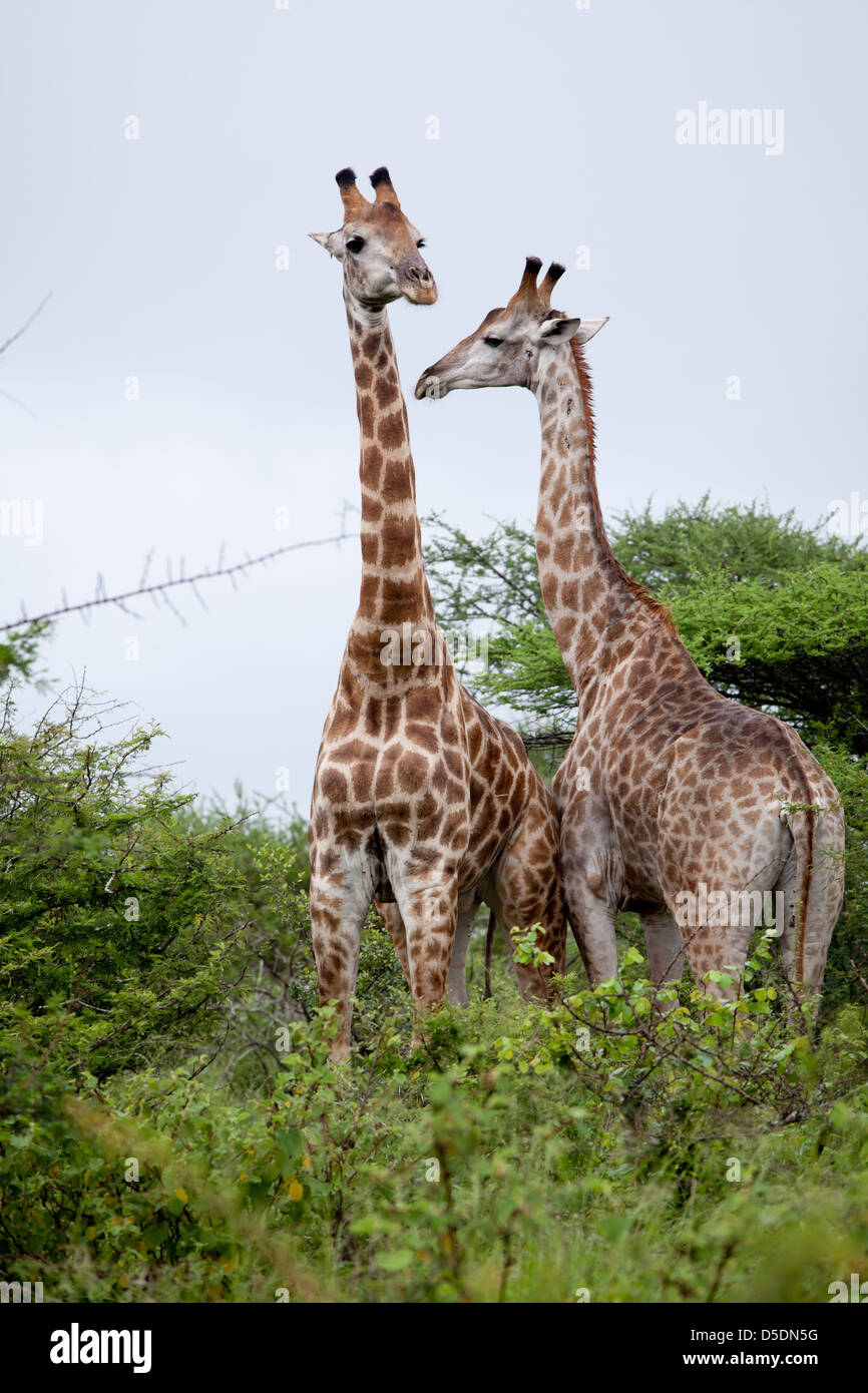 Coppia di giraffe. Sud Africa, Kruger National Park. Foto Stock