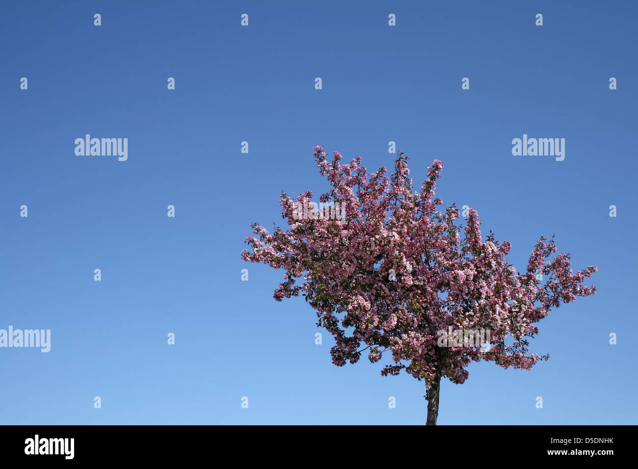 Blooming susino e un sacco di cielo blu per la copia. Foto Stock