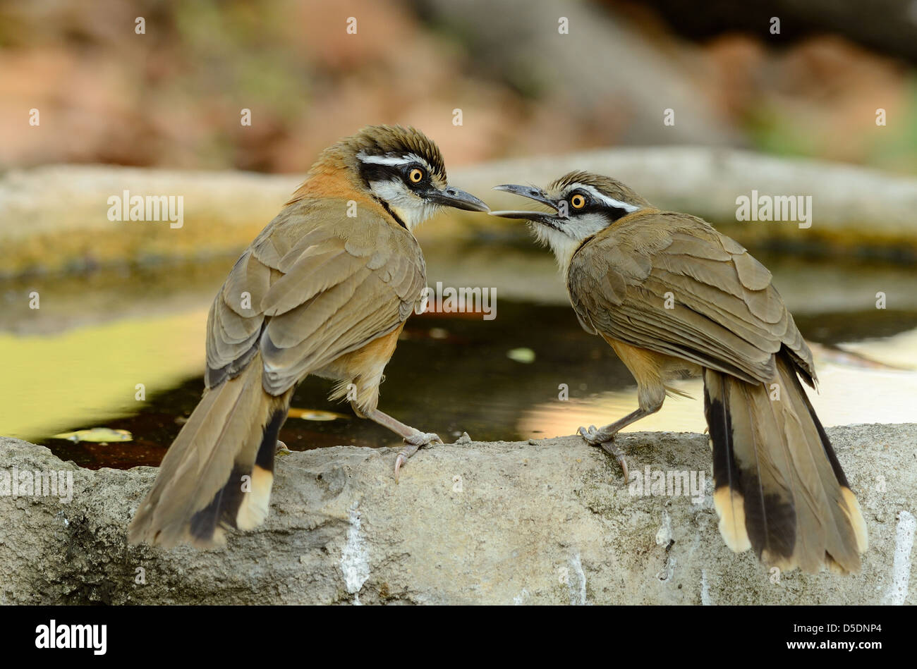 Bella minore laughingthrush Necklaced (Garrulax moniliger) a Huay Kha Khaeng Wildlife Sanctuary,Thaland Foto Stock