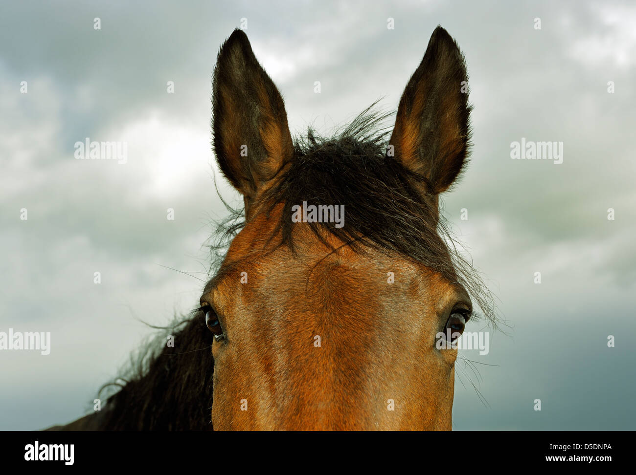 HORSE SHOT IN STRETTA fino Foto Stock