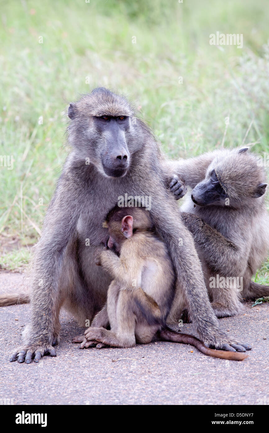 Famiglia di babbuino Oliva sulla strada. Sud Africa, Kruger National Park. Foto Stock