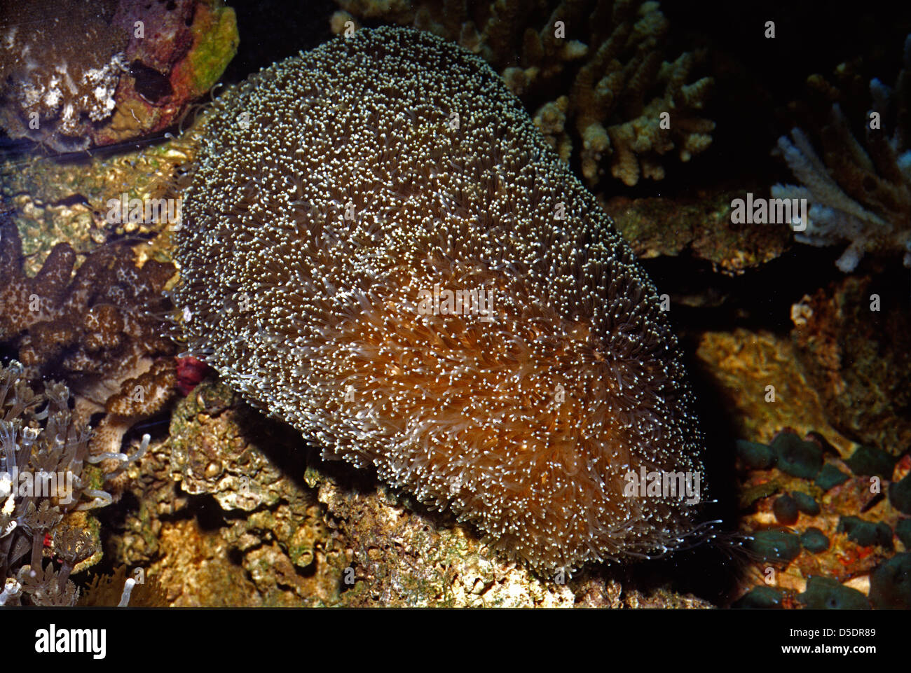 Galaxy coral Galaxa sp.Oculinidae, Indo-pacifico Foto Stock
