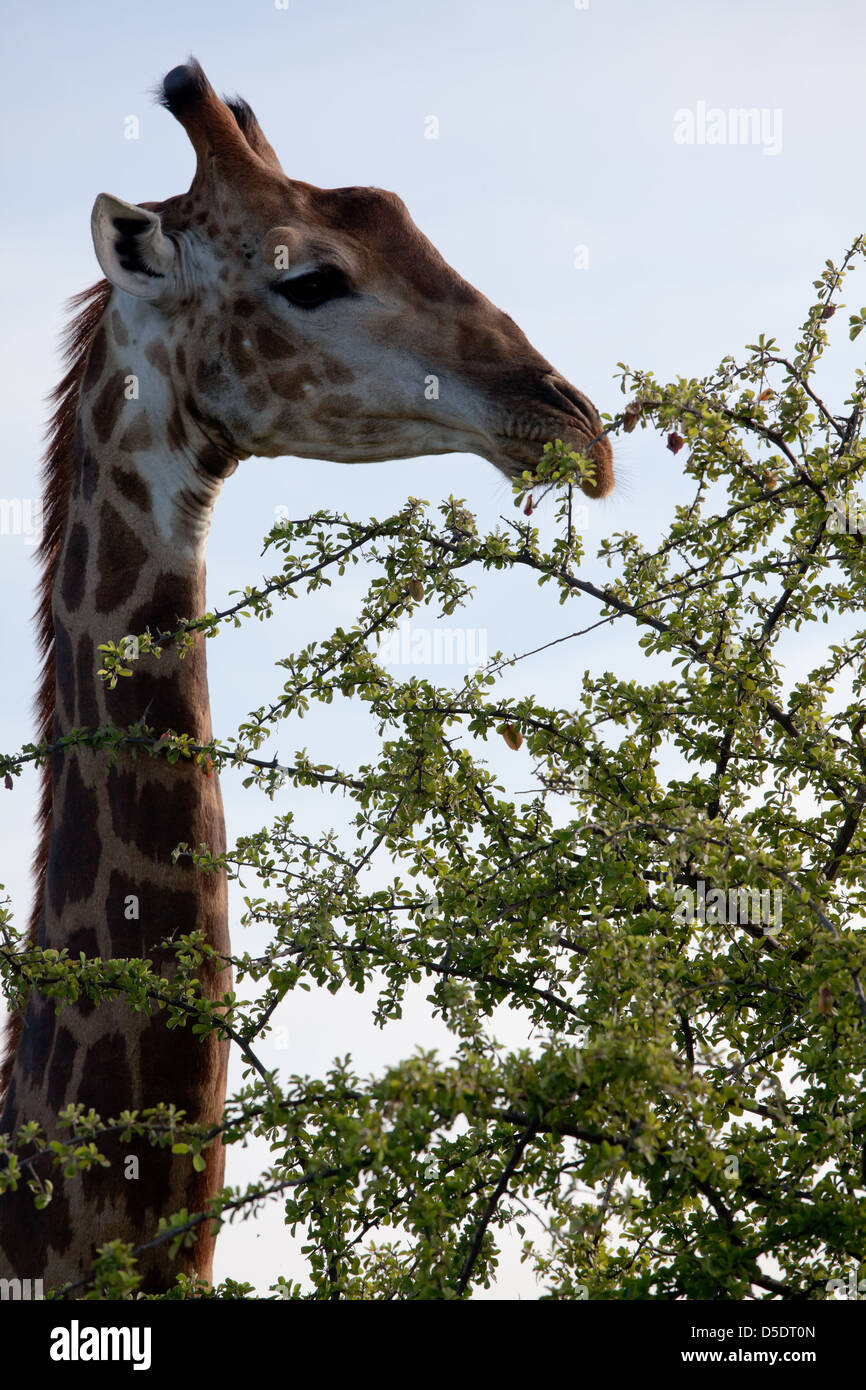 Guarda la giraffa. Sud Africa, Kruger National Park. Foto Stock