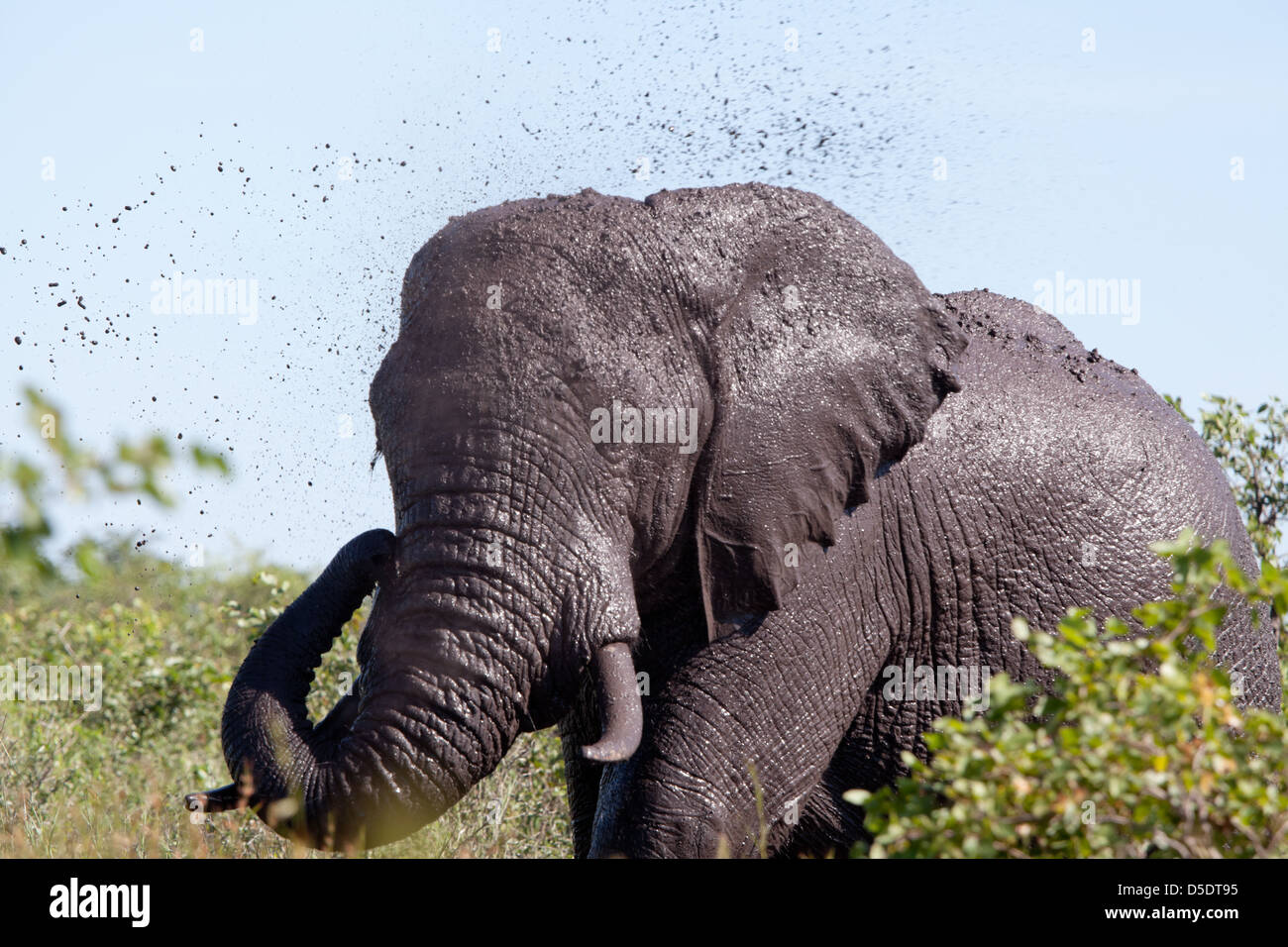 L'elefante nella boccola. Sud Africa, Kruger National Park. Foto Stock