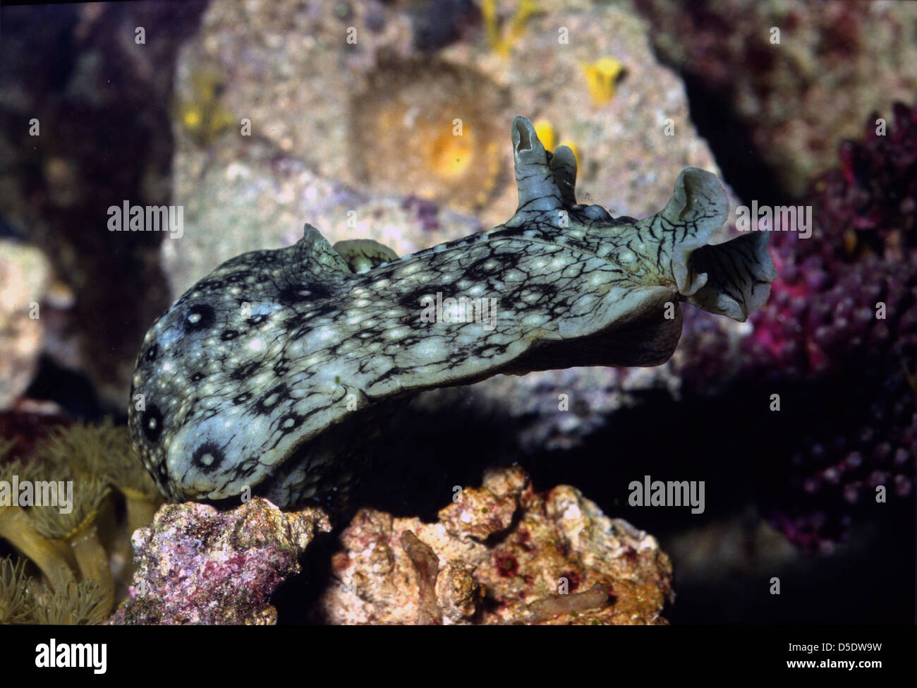 Mare maculato Lepre, Aplysia dactylomela, Aplysiidae, Indo-pacifico Foto Stock