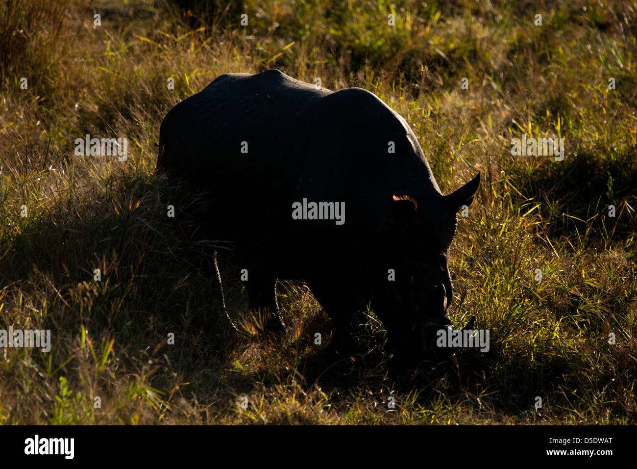 Una silhouette di un rinoceronte bianco o Rhino nella savana erba (Ceratotherium simum) Foto Stock