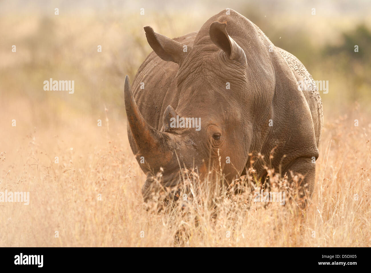 Un rinoceronte bianco o Rhino nella savana erba (Ceratotherium simum) Foto Stock