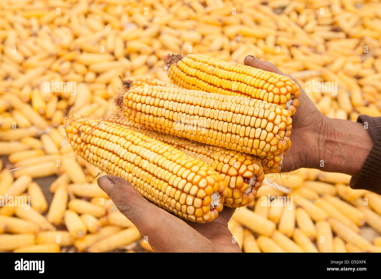 A secco di mais giallo per alimenti in inverno Foto Stock