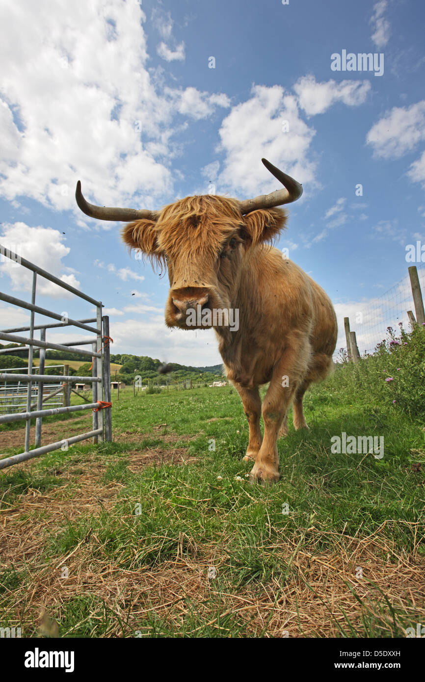 L'Highland è una razza scozzese di bovini rustici. Molto inquietante e accompagnato da attendant vola. Foresta di Dean, Gloucestershire. Foto Stock