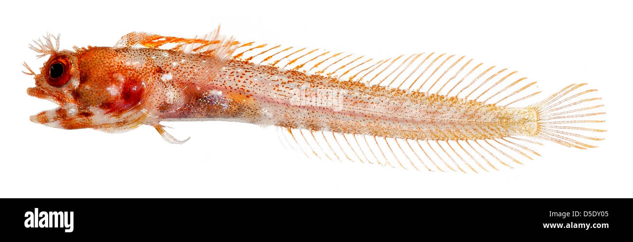 La testa rugosa femminile adulta Blenny (Acanthemblemaria aspera) catturata in forma scheletrica, mostrando la sua anatomia. Questa specie di pesci ossei fa parte degli studi sulla biodiversità marina ospitati presso il Museo Nazionale di storia naturale. Foto Stock