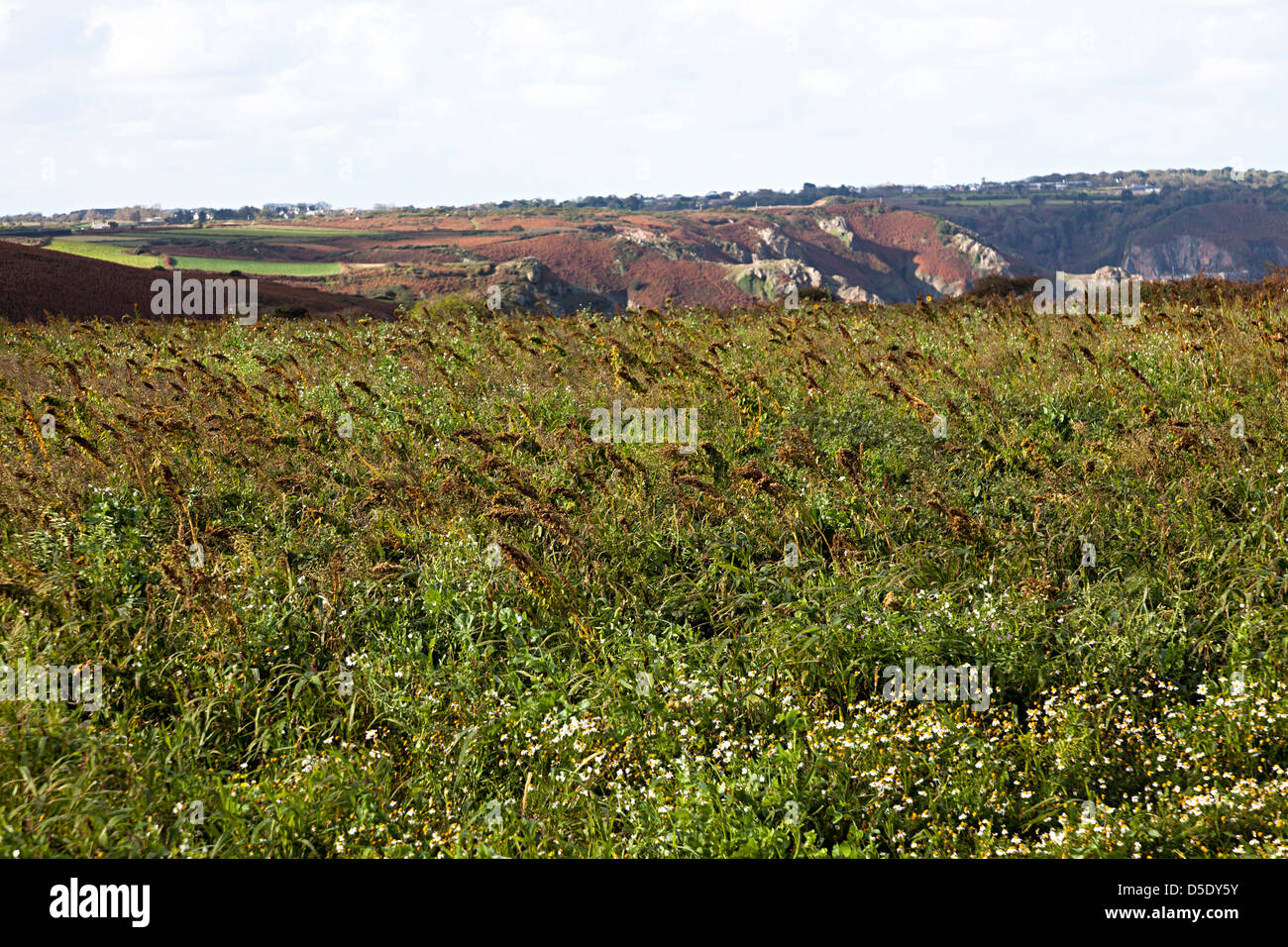 Campo di semi di piante del cuscinetto cresciuto come un raccolto di conservazione per il supporto di popolazioni di uccelli, Jersey, Isole del Canale, REGNO UNITO Foto Stock