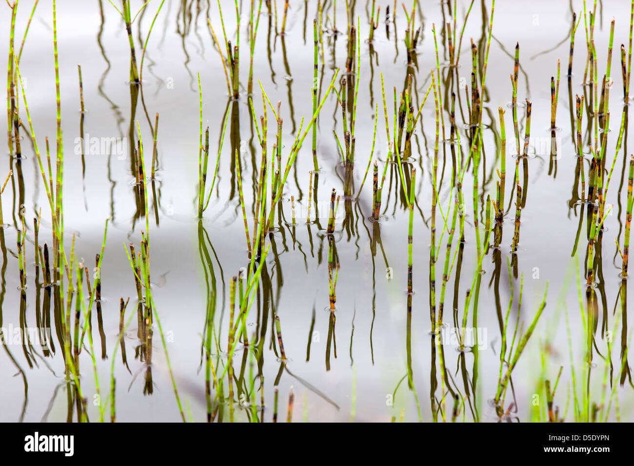 Erbe palustri e riflessi in un lago tundra nella sezione occidentale del Parco Nazionale di Denali, Alaska, STATI UNITI D'AMERICA Foto Stock