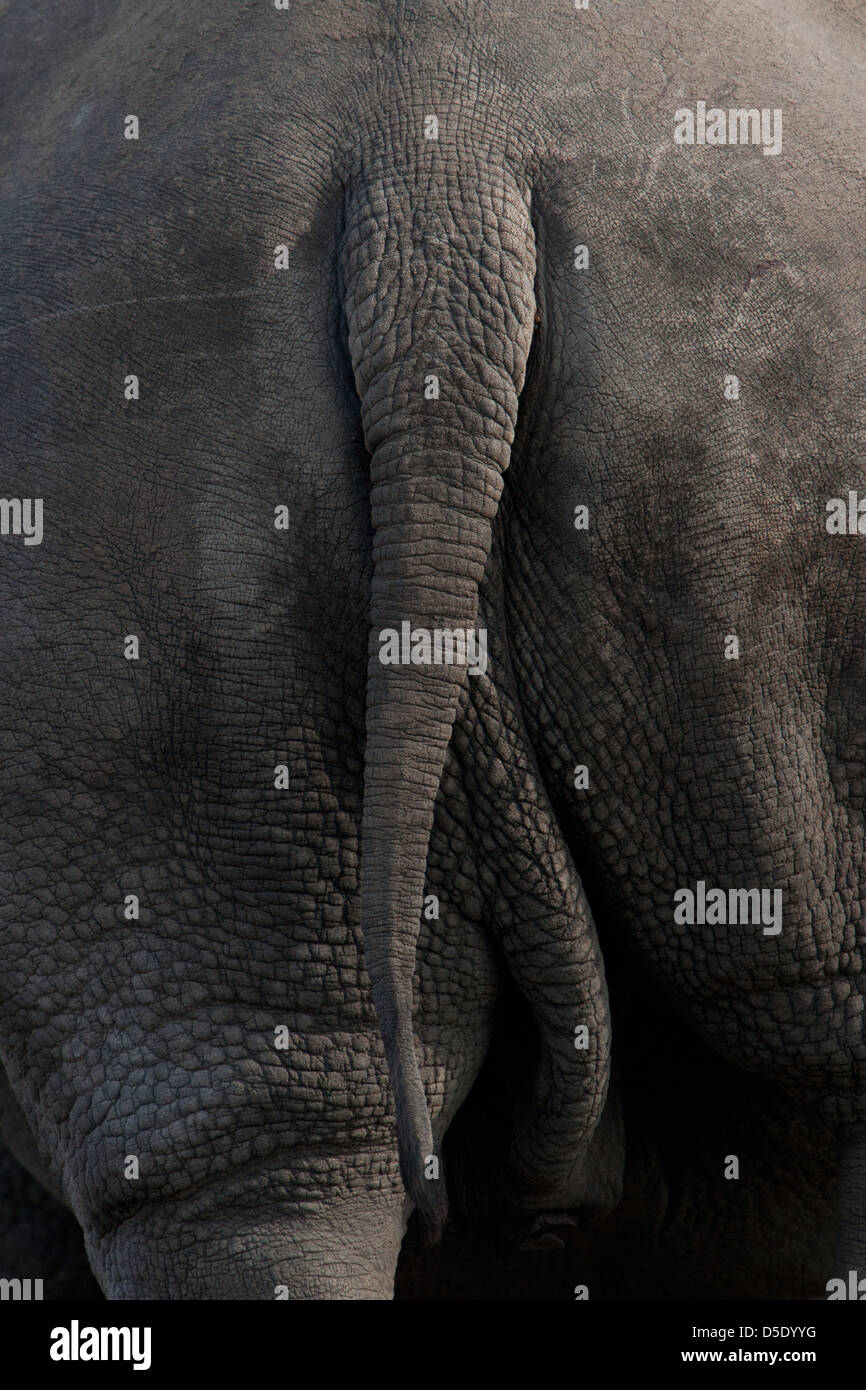 Dettaglio della coda di un rinoceronte bianco Rhino o fondo (Ceratotherium simum) Foto Stock