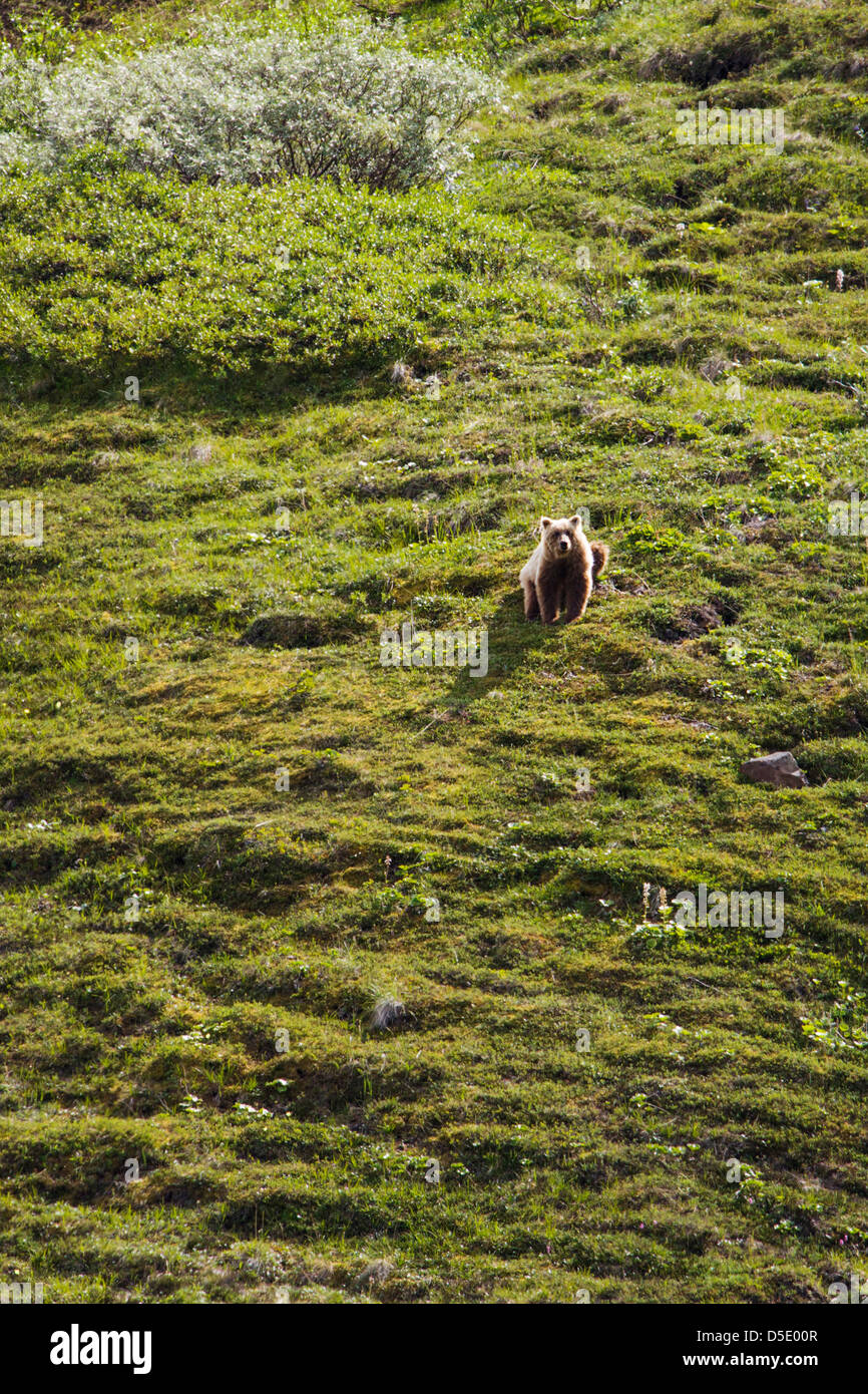 Orso grizzly (Ursus arctos horribilis) vicino autostrada Pass, Parco Nazionale di Denali, Alaska, STATI UNITI D'AMERICA Foto Stock