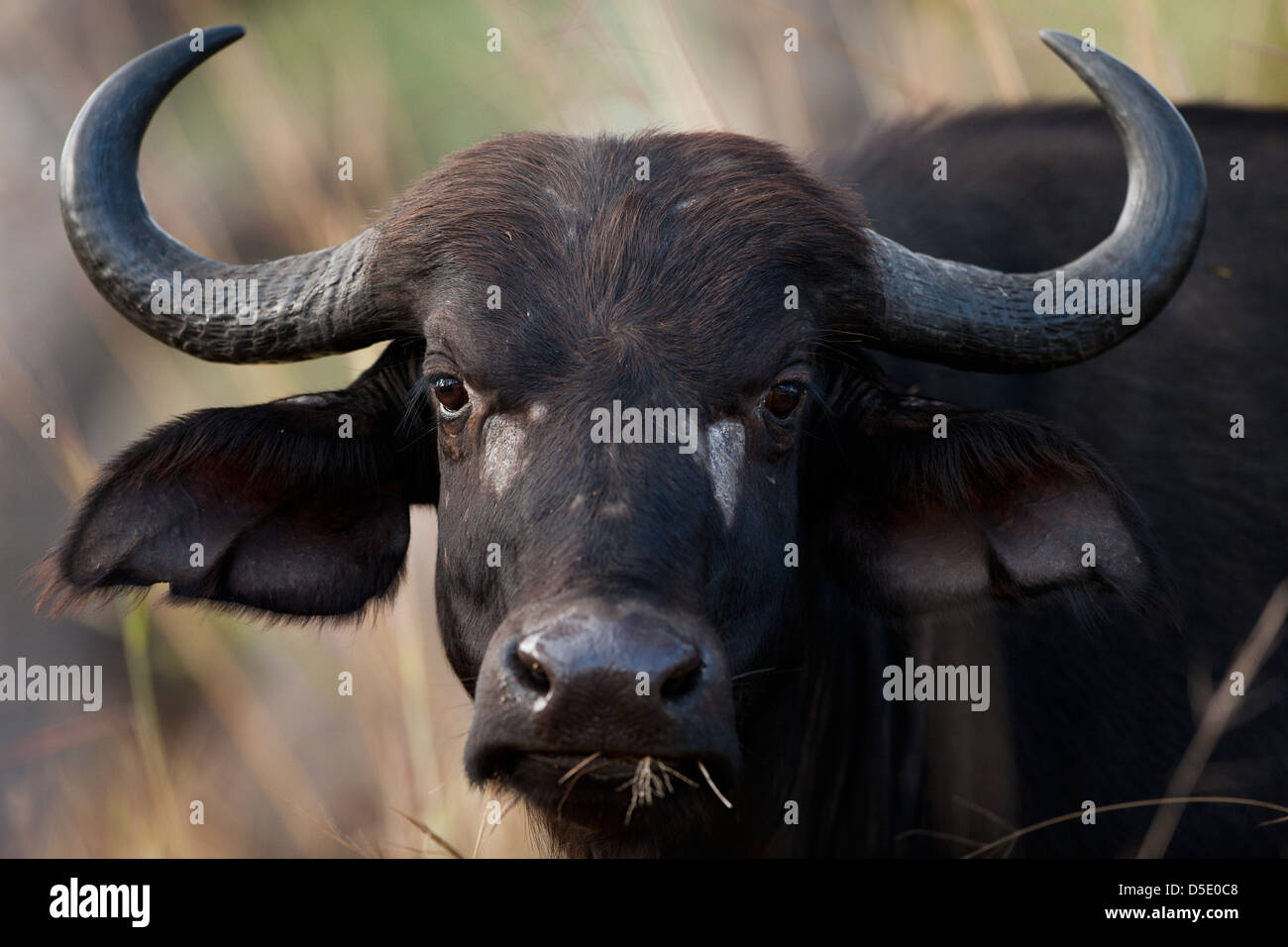 Un africano o bufali (Syncerus caffer) Foto Stock