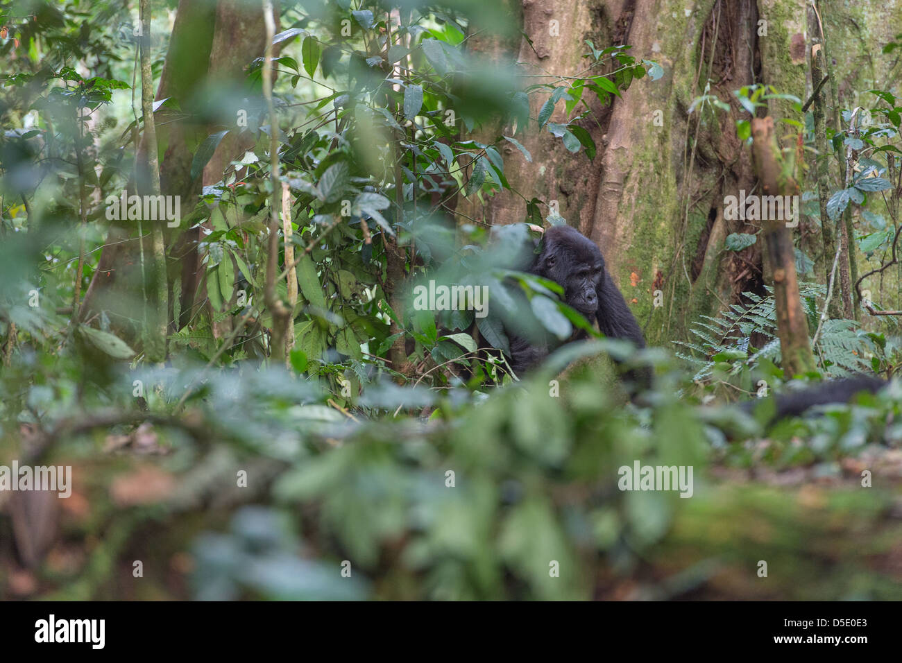 Gorilla di Montagna nella foresta, la foresta impenetrabile di Bwindi, Uganda Foto Stock