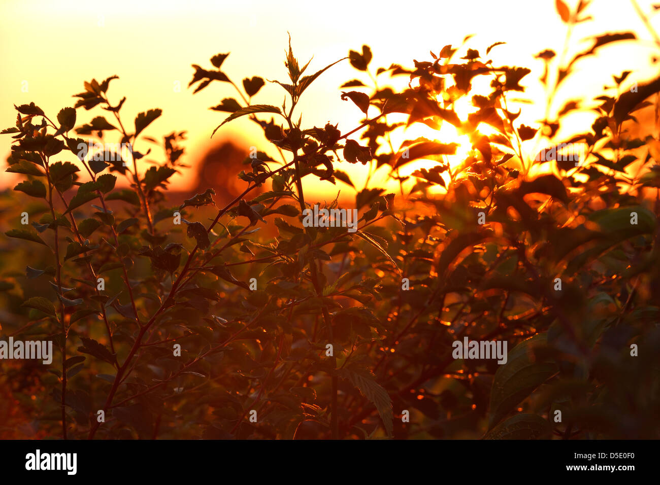 Arbusti al tramonto Foto Stock