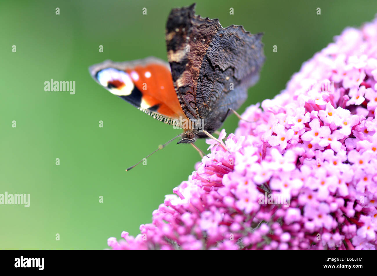 Una farfalla pavone sul fiore lilla. Foto Stock