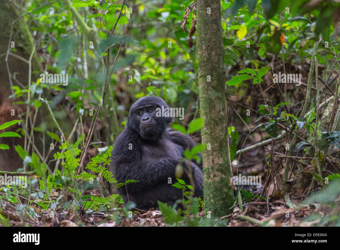 Gorilla di Montagna nella foresta, la foresta impenetrabile di Bwindi, Uganda Foto Stock