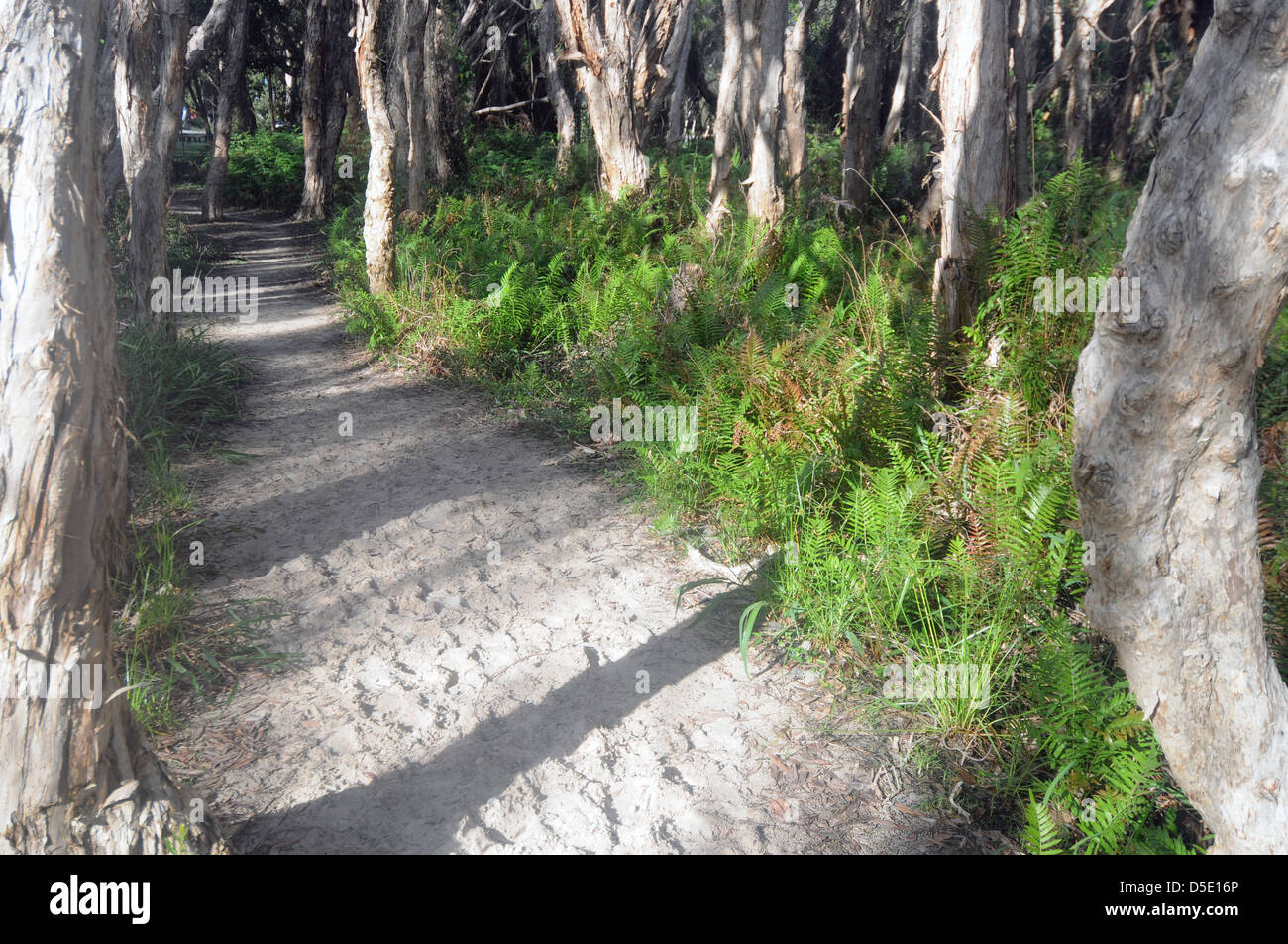 La via attraverso la foresta paperbark a Home Beach, Point Lookout, North Stradbroke Island, Queensland, Australia Foto Stock