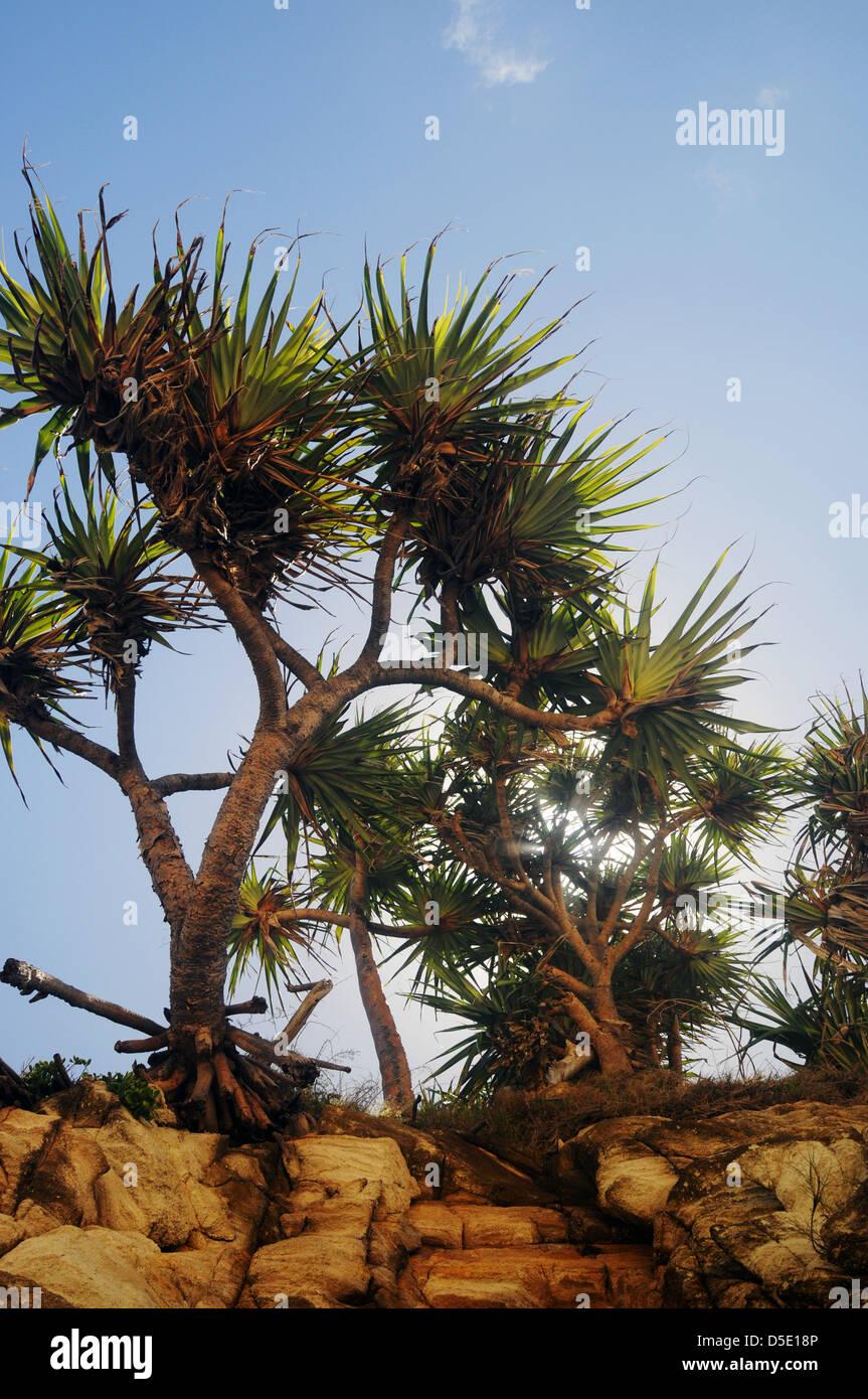 Vite (palme Pandanus sp.) su scogliere, Frenchman's Beach, North Stradbroke Island, Queensland, Australia Foto Stock