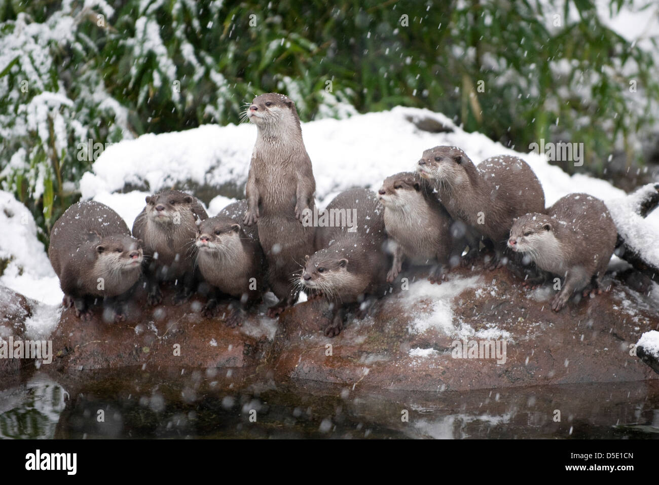 Un gruppo di Oriental Small-Clawed lontre su una roccia nella neve (Amblonyx cinereus) Foto Stock