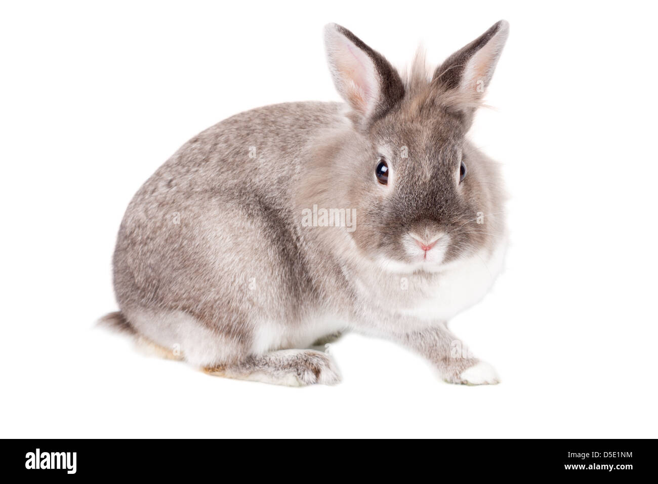 Amichevole grigio curioso bunny rabbit fissando la telecamera con un occhio vigile seduta di profilo contro uno sfondo bianco, Foto Stock