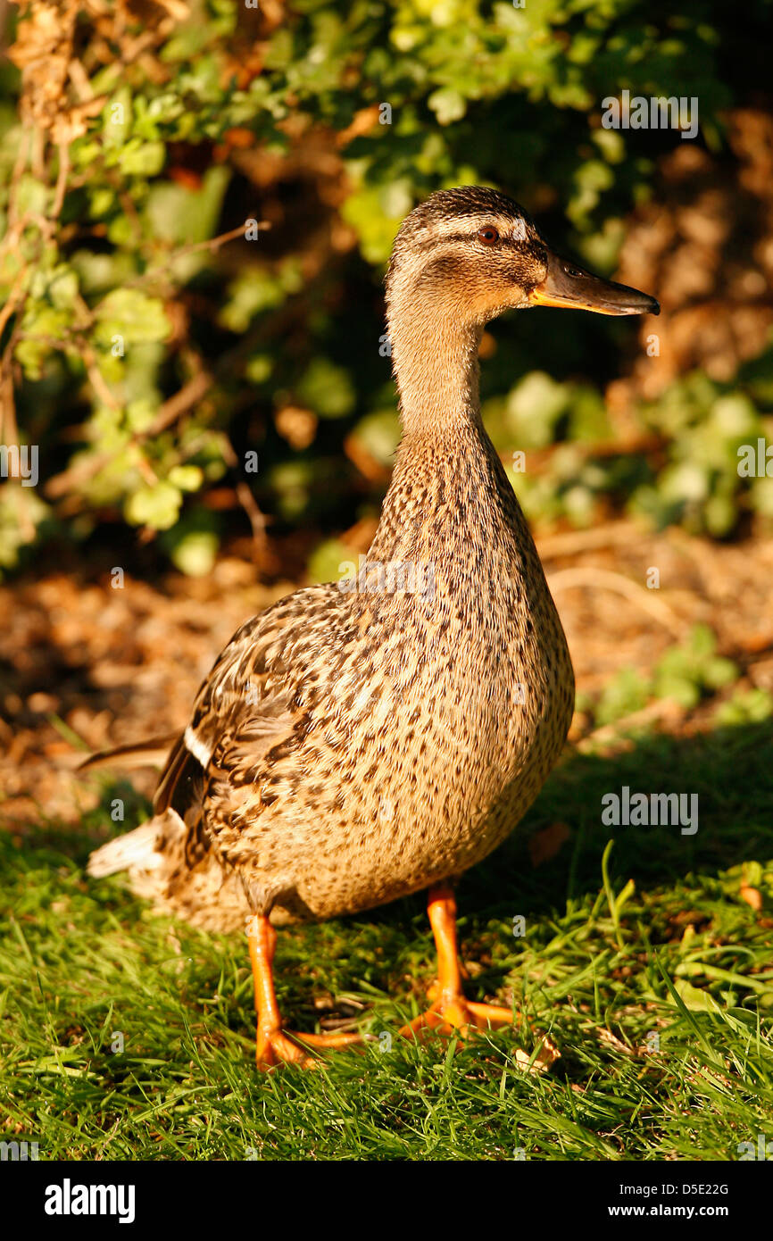 Una femmina di Mallard Duck (Anas platyrhynchos) Foto Stock