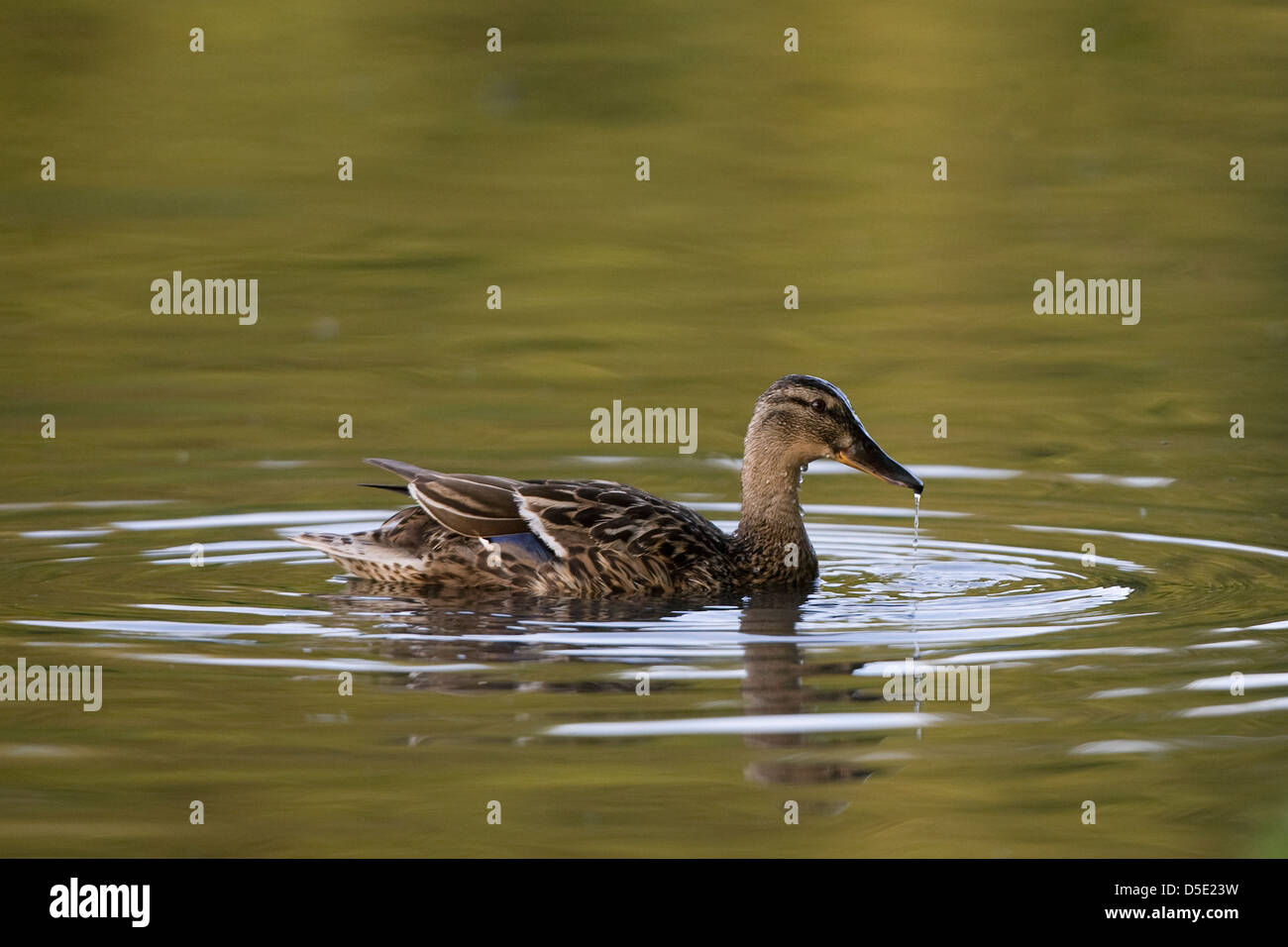 Una femmina di Mallard Duck (Anas platyrhynchos) nell'acqua Foto Stock