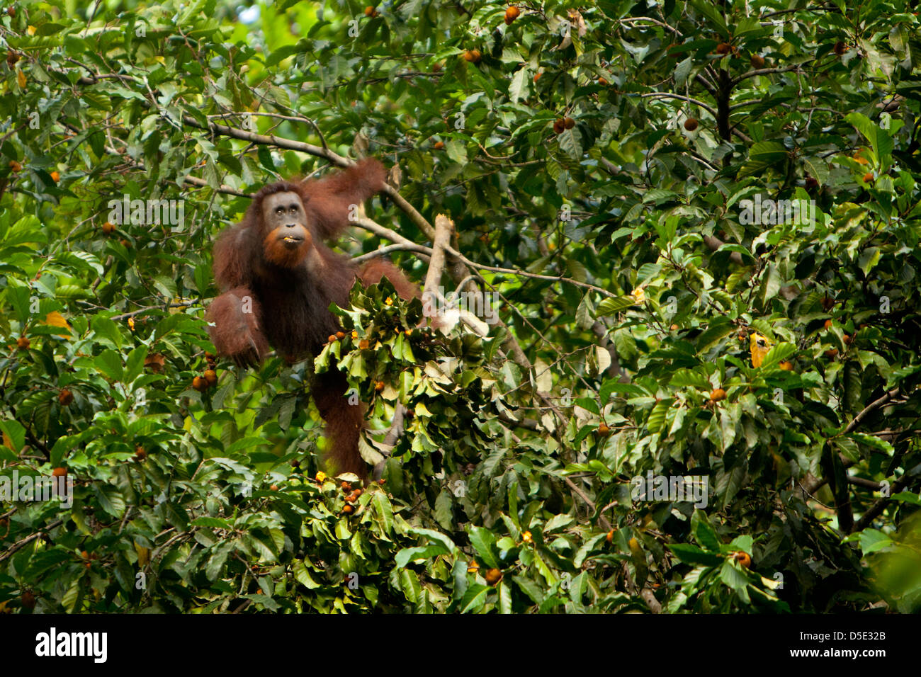 Bornean orangutan (Pongo pygmaeus) oscillanti tra gli alberi Foto Stock