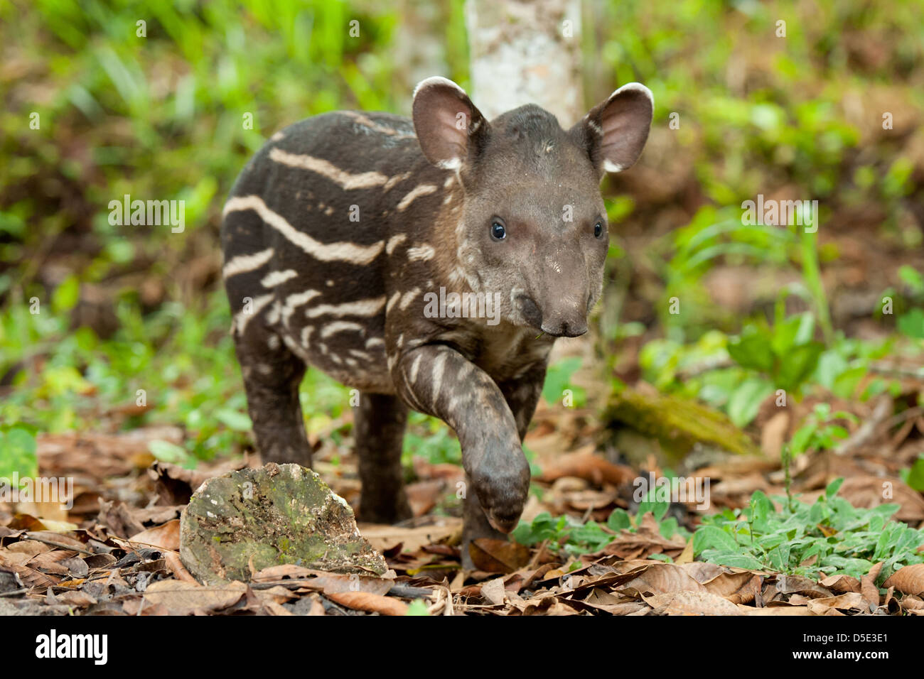 Un bambino Sud Americana il tapiro (Tapirus terrestris) in Amazzonia ecuadoriana foresta pluviale Foto Stock