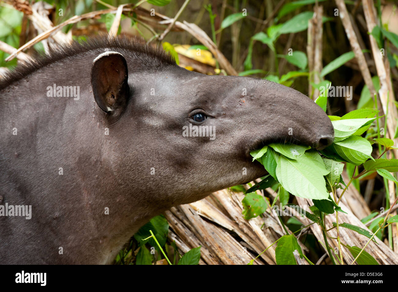 Un Sud Americana il tapiro (Tapirus terrestris) in Amazzonia ecuadoriana foresta pluviale Foto Stock