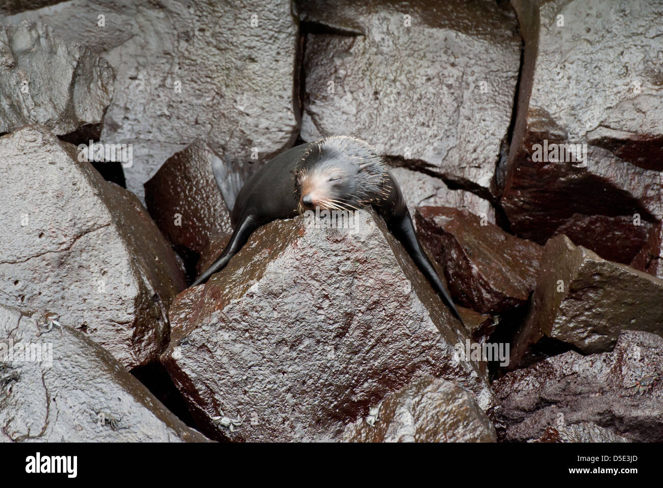 Un Galapagos pelliccia sigillo su rocce (Arctocephalus galapagoensis) Foto Stock