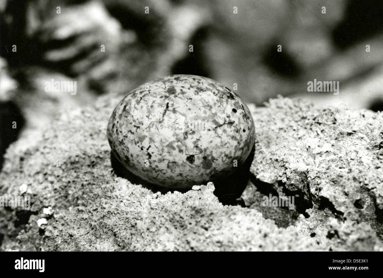 Questa immagine mostra un uovo di terna fatata trovato sull'isola McKean, catturato il 17 aprile 1966 dallo Smithsonian Institution. Foto Stock Questa immagine mostra un uovo di terna fatata trovato sull'isola McKean, catturato il 17 aprile 1966 dallo Smithsonian Institution. Foto Stock